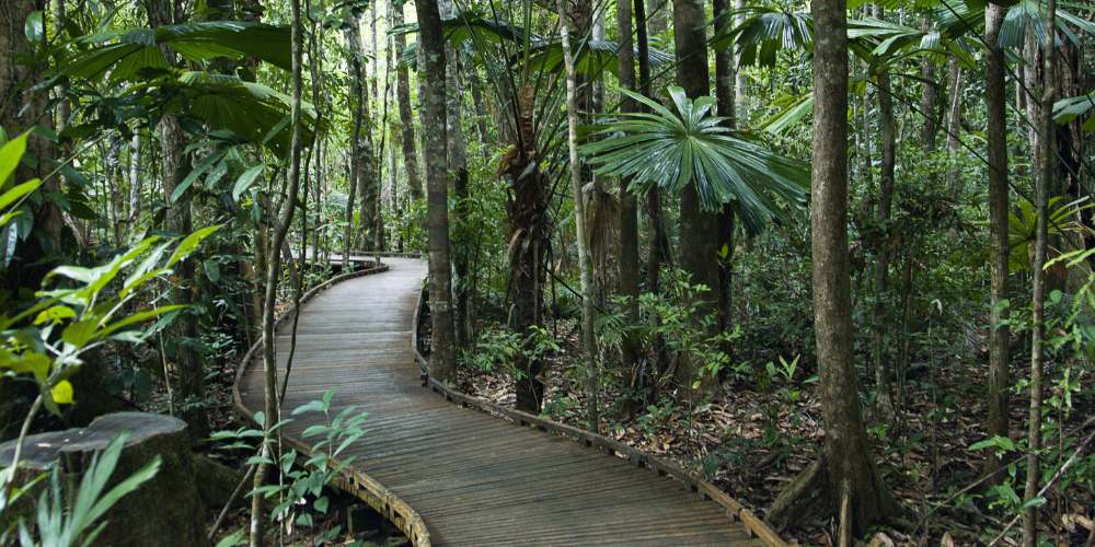 Raised forest walkway